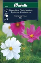 Stolte Kavalerer mix